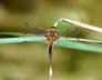 four-spotted chaser